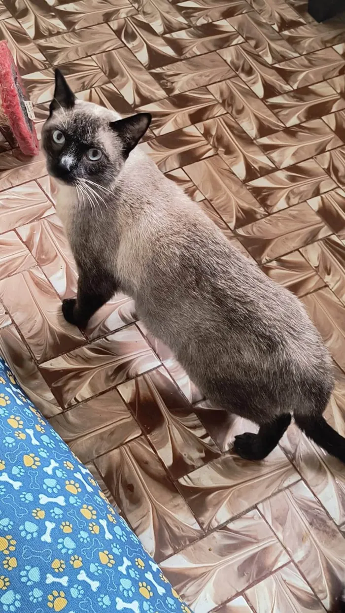 Gato ra a Siamês idade 7 a 11 meses nome Pudim bb10meses um amor 