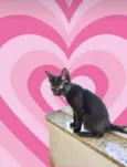Cacao bb2meses lindo