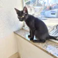 Cacao bb2meses lindo