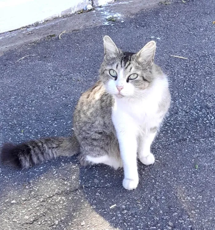 Gato ra a SRD-ViraLata idade 1 ano nome Luigi 1aninho pelo longo amorzinho 