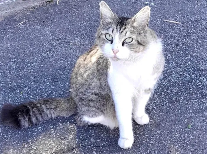 Gato ra a SRD-ViraLata idade 1 ano nome Luigi 1aninho pelo longo amorzinho 