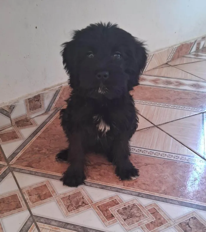 Cachorro ra a SRD-ViraLata idade 2 a 6 meses nome Aurora