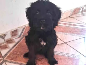 Cachorro raça SRD-ViraLata idade 2 a 6 meses nome Aurora