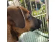 Pitoco