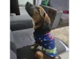 Pitoco