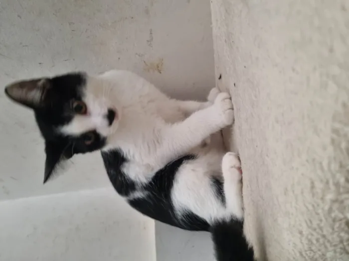 Gato ra a SRD-ViraLata idade 2 a 6 meses nome Narizinho