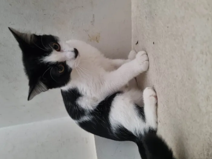 Gato ra a SRD-ViraLata idade 2 a 6 meses nome Narizinho