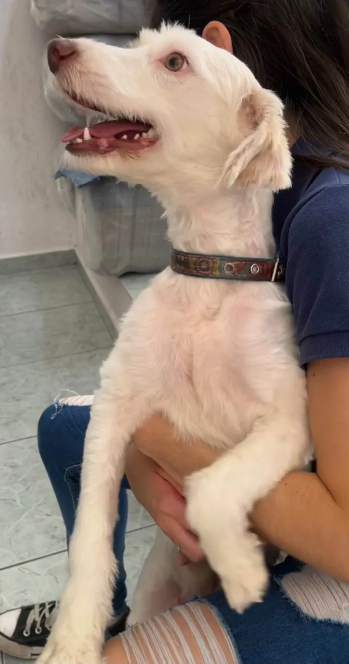 Cachorro ra a Poodle idade 1 ano nome Lupita 