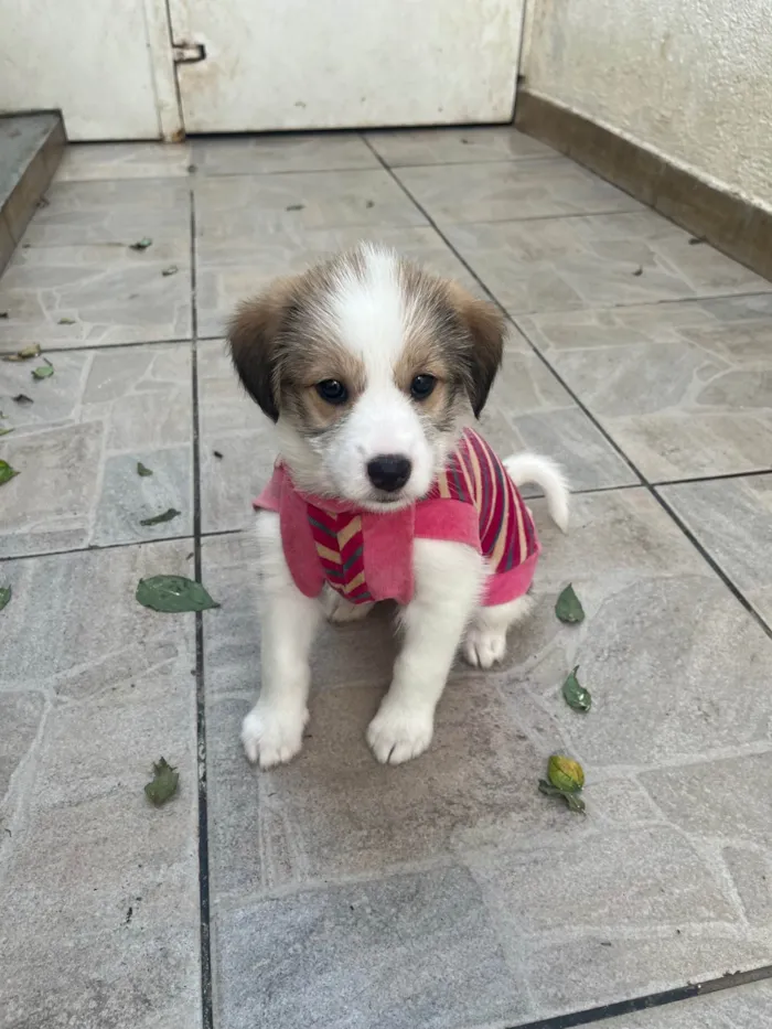 Cachorro ra a SRD-ViraLata idade Abaixo de 2 meses nome Gabriela 