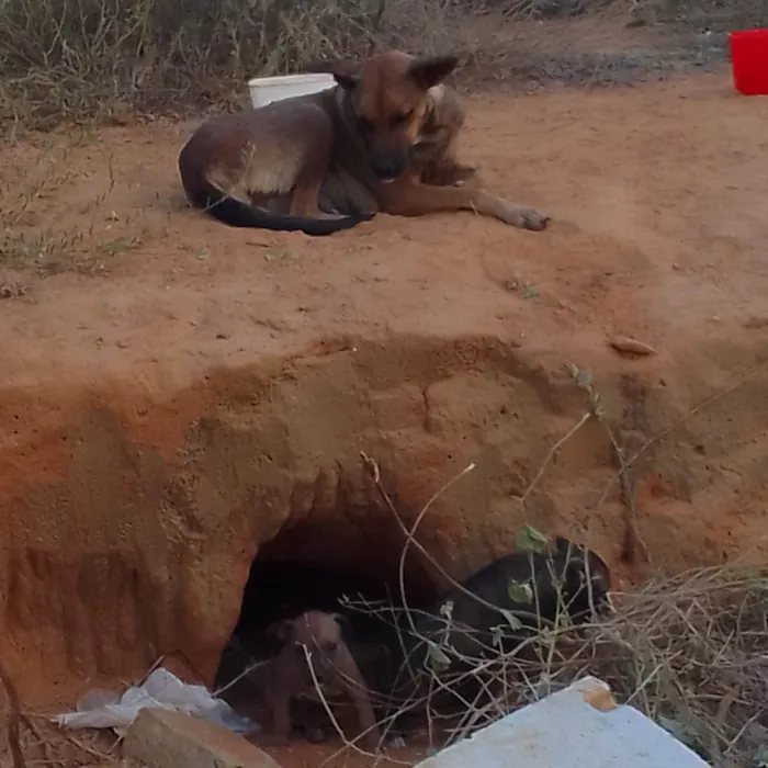 Cachorro ra a SRD-ViraLata idade Abaixo de 2 meses nome Daniele de Sá 