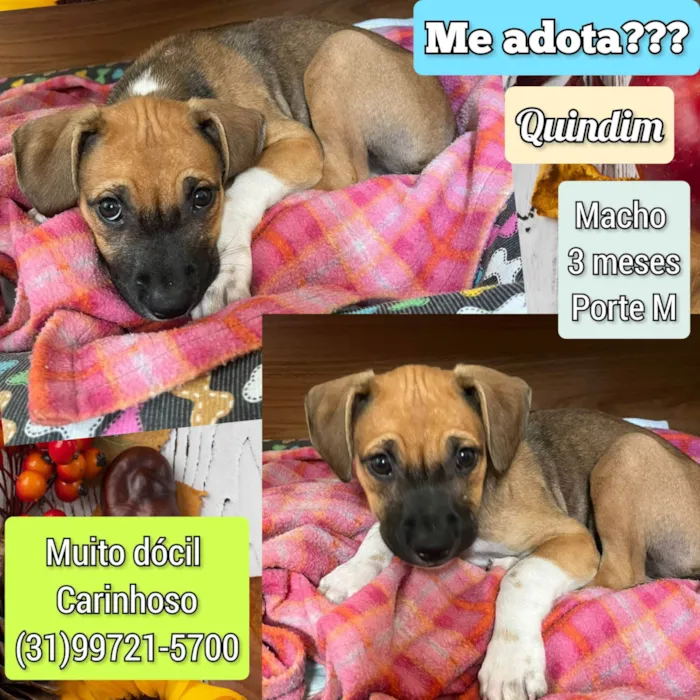 Cachorro ra a SRD-ViraLata idade 2 a 6 meses nome Quindim