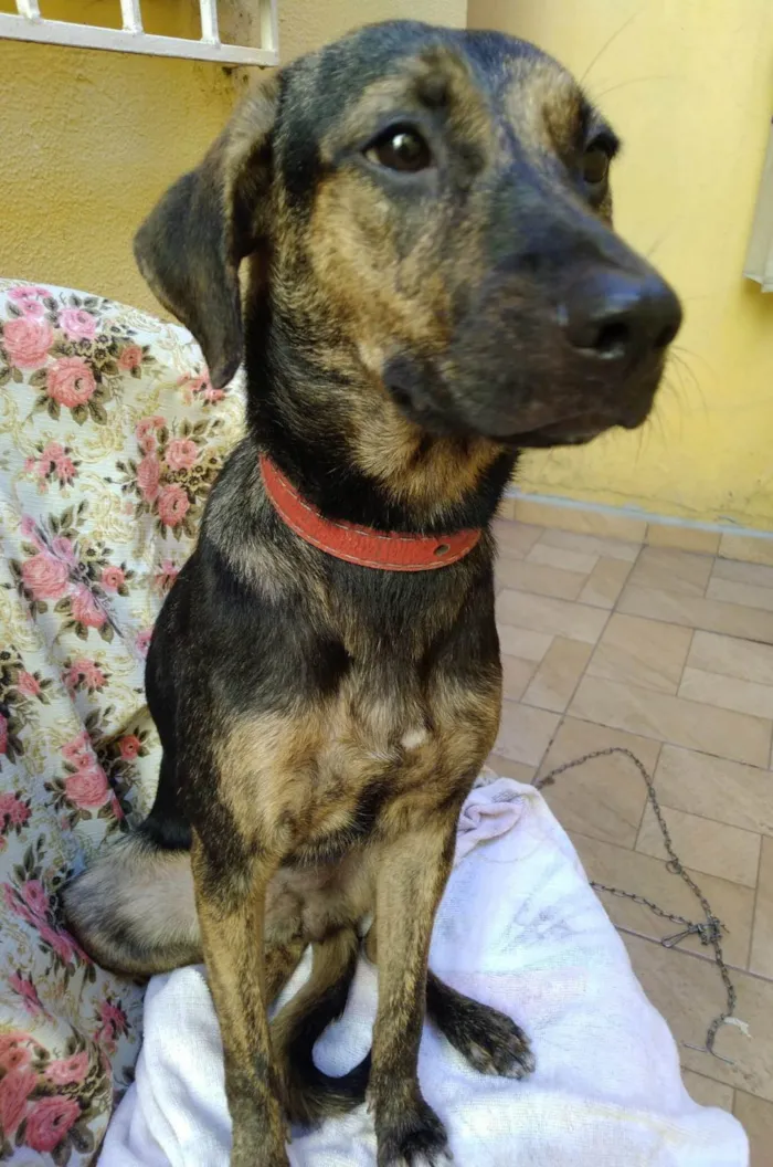 Cachorro ra a SRD-ViraLata idade 7 a 11 meses nome Olívia 