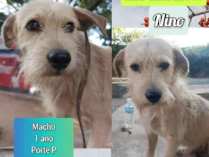 Cachorro raça SRD-ViraLata idade 1 ano nome Nino
