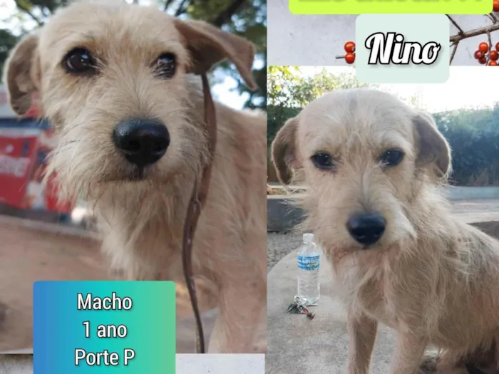 Cachorro ra a SRD-ViraLata idade 1 ano nome Nino