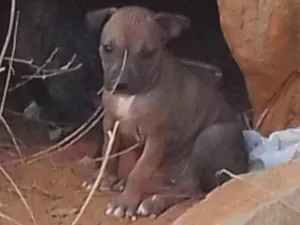 Cachorro raça SRD-ViraLata idade Abaixo de 2 meses nome Daniele de Sá 