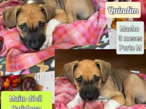 Cachorro raça SRD-ViraLata idade 2 a 6 meses nome Quindim