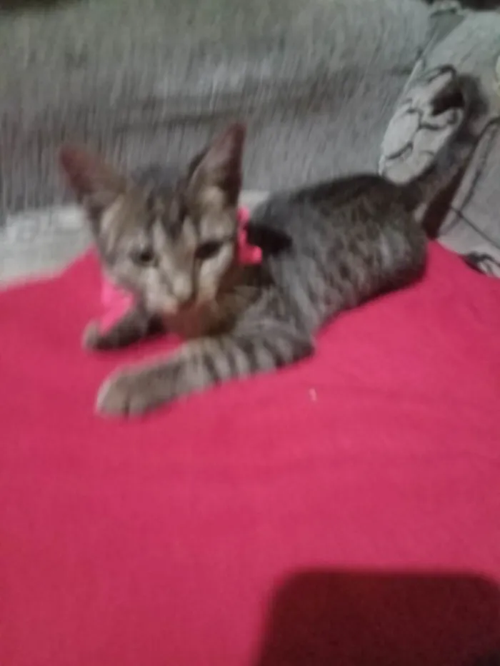 Gato ra a SRD-ViraLata idade 2 a 6 meses nome Tigresita