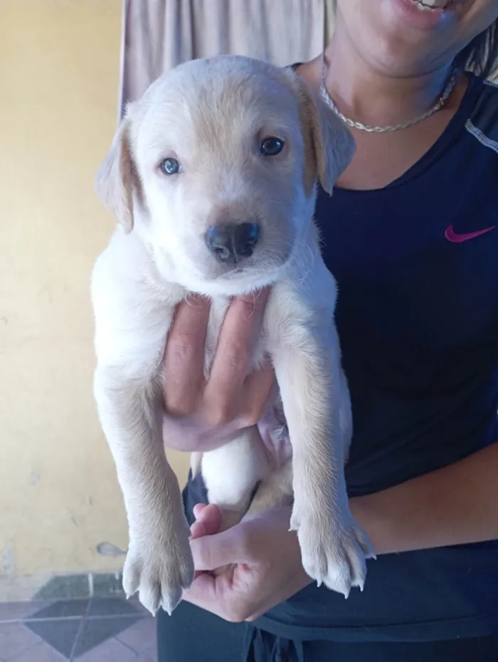 Cachorro ra a SRD-ViraLata idade Abaixo de 2 meses nome Fernanda 