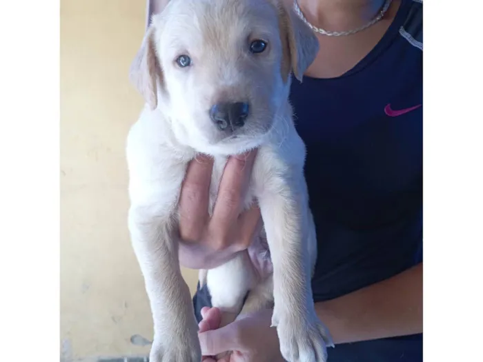 Cachorro ra a SRD-ViraLata idade Abaixo de 2 meses nome Fernanda 