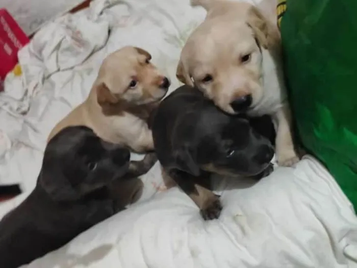 Cachorro ra a SRD-ViraLata idade Abaixo de 2 meses nome Fernanda 