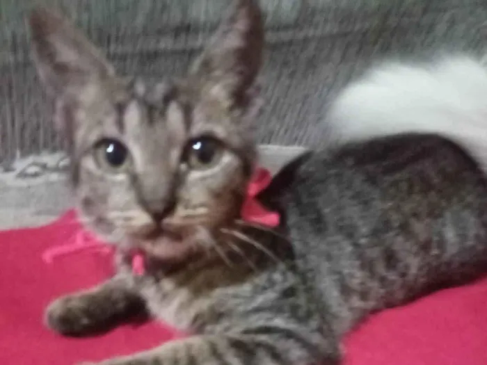 Gato ra a SRD-ViraLata idade 2 a 6 meses nome Tigresita