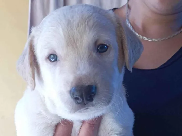 Cachorro ra a SRD-ViraLata idade Abaixo de 2 meses nome Fernanda 