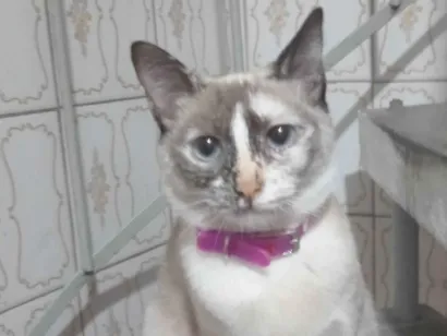 Gato raça SRD-ViraLata idade 2 anos nome Juju
