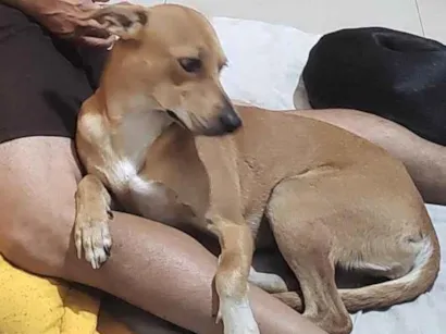 Cachorro raça SRD-ViraLata idade 2 anos nome Meg