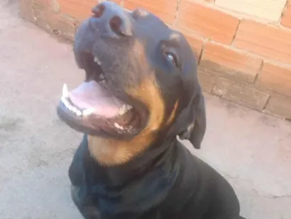 Cachorro raça Rottweiler idade 4 anos nome Sansão 