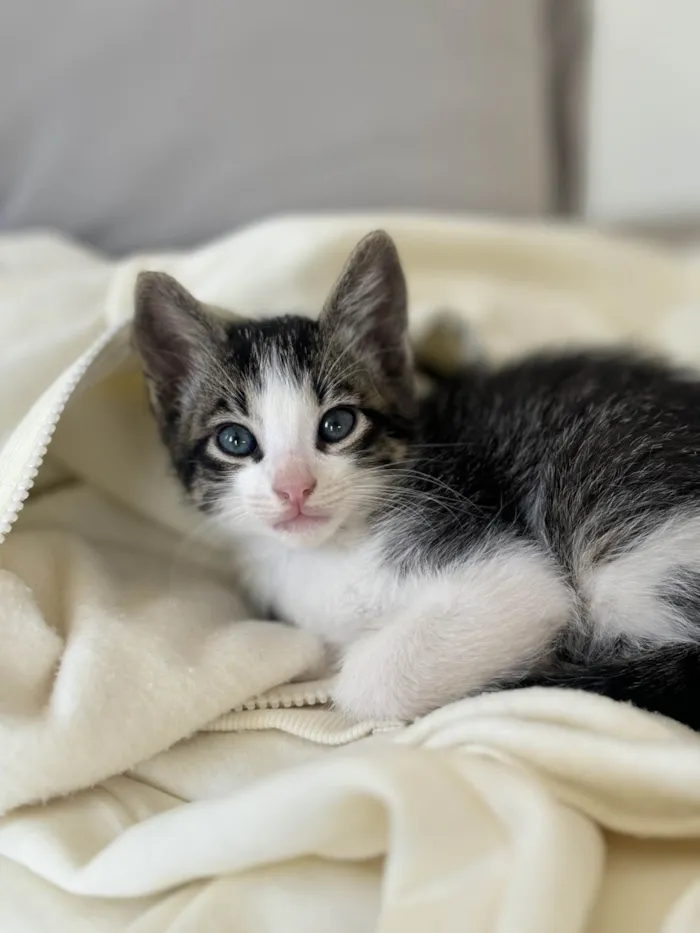 Gato ra a SRD-ViraLata idade Abaixo de 2 meses nome 4Filhotes