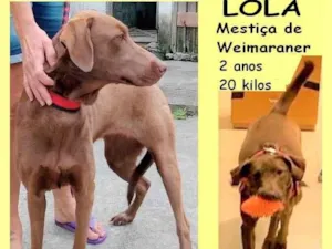 Cachorro raça SRD-ViraLata idade 2 anos nome Lola 