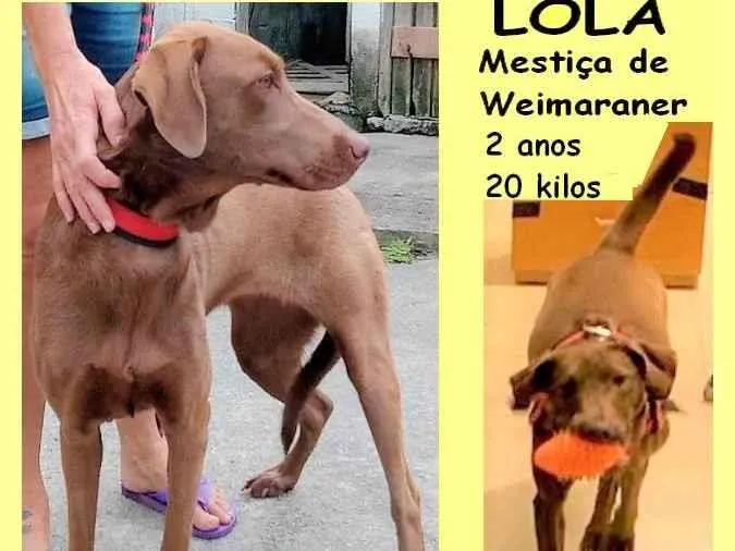 Cachorro ra a SRD-ViraLata idade 2 anos nome Lola 