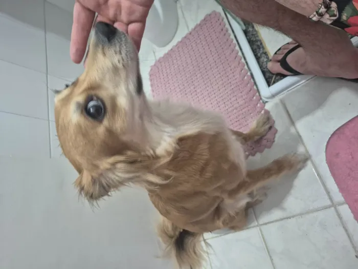 Cachorro ra a SRD-ViraLata idade 2 anos nome Mel