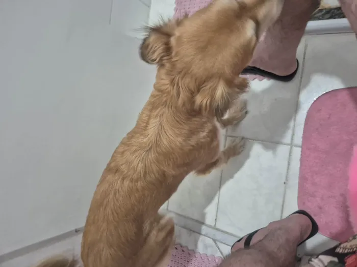 Cachorro ra a SRD-ViraLata idade 2 anos nome Mel