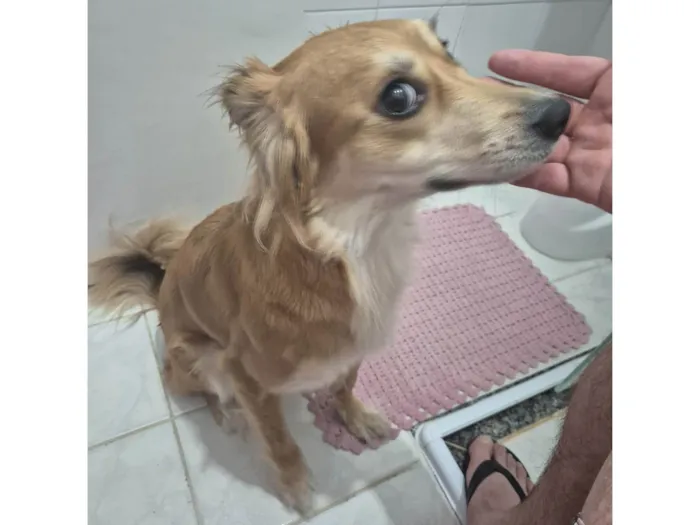 Cachorro ra a SRD-ViraLata idade 2 anos nome Mel