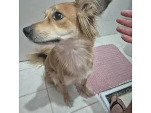 Cachorro raça SRD-ViraLata idade 2 anos nome Mel