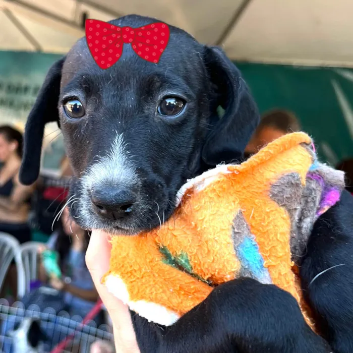 Cachorro ra a SRD-ViraLata idade 2 a 6 meses nome Rubi 