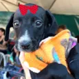 Rubi