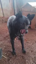 Nala