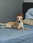 Babalu