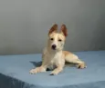 Babalu