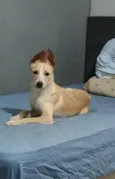 Babalu