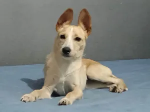Cachorro raça SRD-ViraLata idade 2 a 6 meses nome Babalu