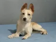 Babalu