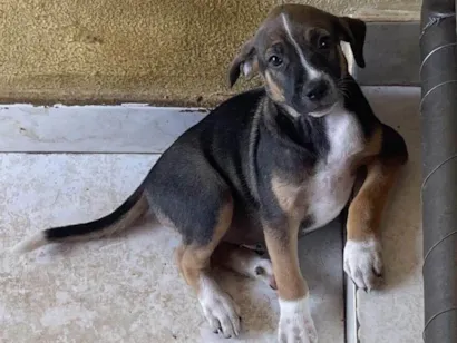 Cachorro raça SRD-ViraLata idade 2 a 6 meses nome Sem nome 