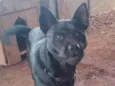 Nala