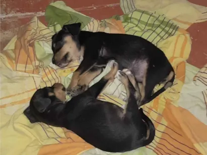 Cachorro raça SRD-ViraLata idade 2 a 6 meses nome Nao tem