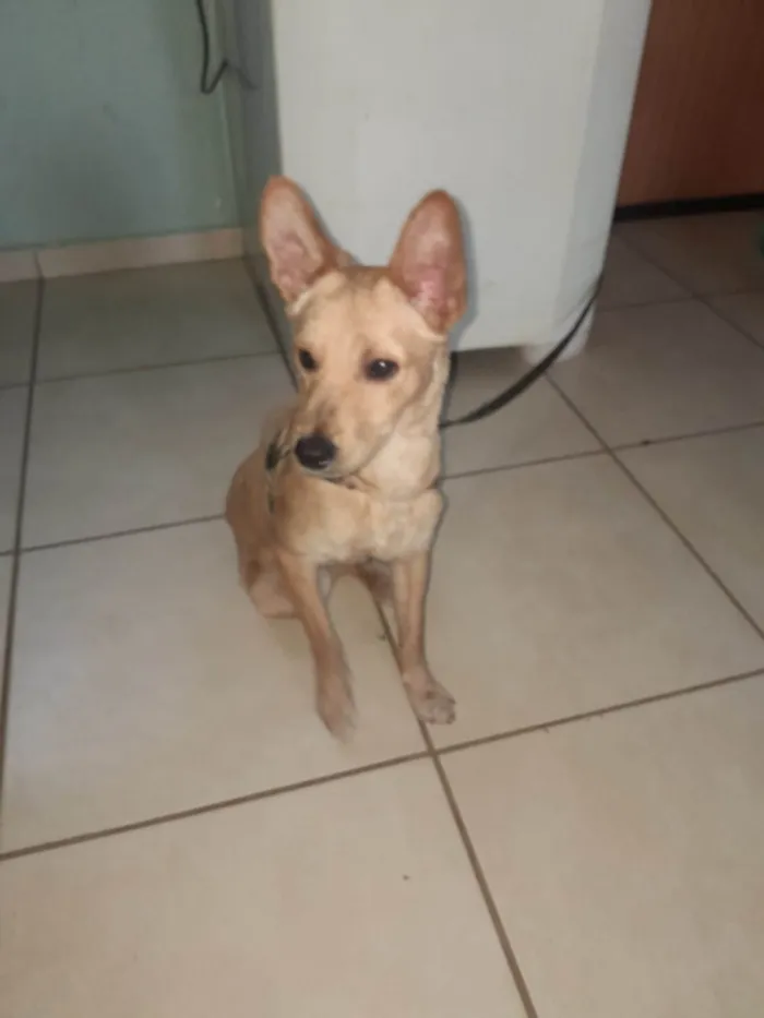 Cachorro ra a SRD-ViraLata idade 7 a 11 meses nome Toto