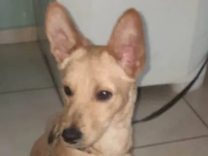 Cachorro raça SRD-ViraLata idade 7 a 11 meses nome Toto