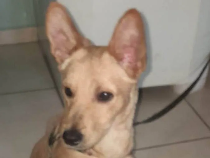 Cachorro ra a SRD-ViraLata idade 7 a 11 meses nome Toto